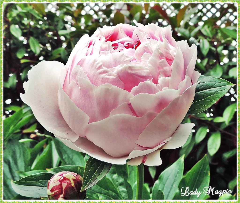 Pretty Peony in Pink by ladymagpie