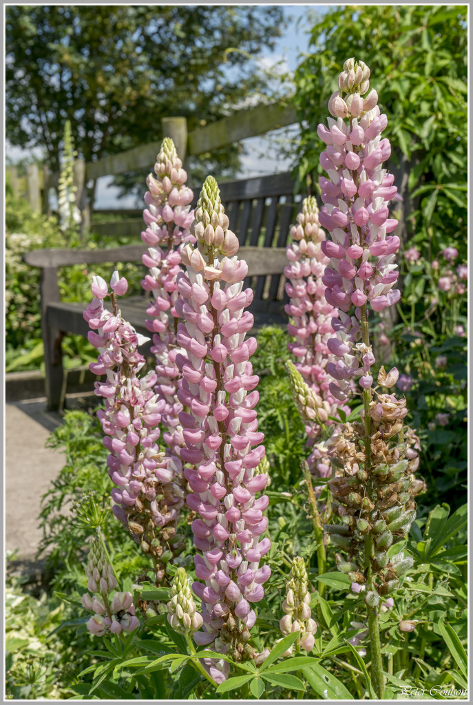 Pink Lupins by pcoulson