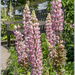 Pink Lupins by pcoulson