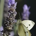 Lavender Feast_DSC5793 by merrelyn