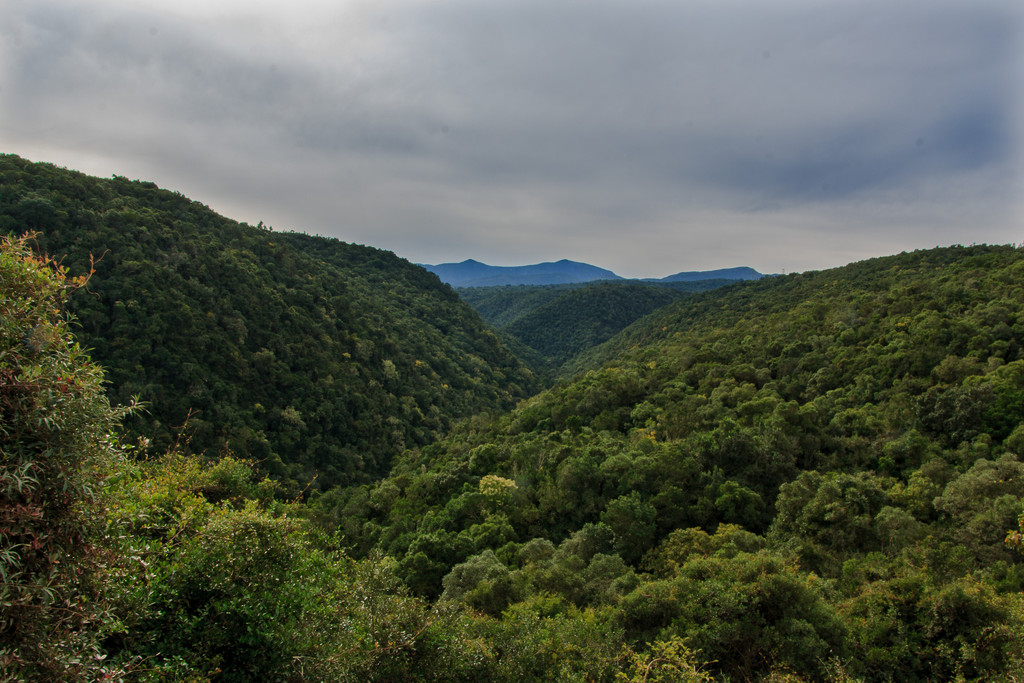 Knysna Forest by seacreature