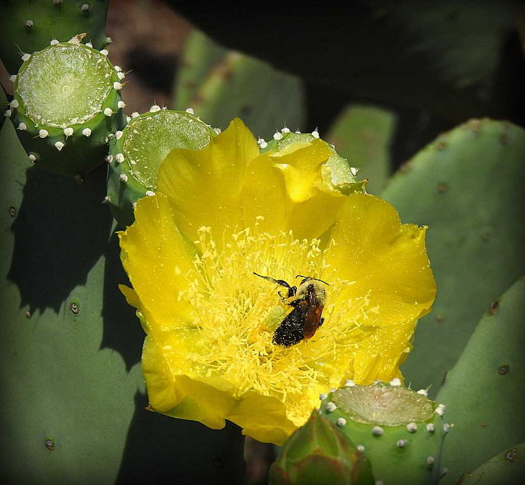 Bee-u-t-ful cactus by homeschoolmom
