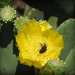 Bee-u-t-ful cactus by homeschoolmom