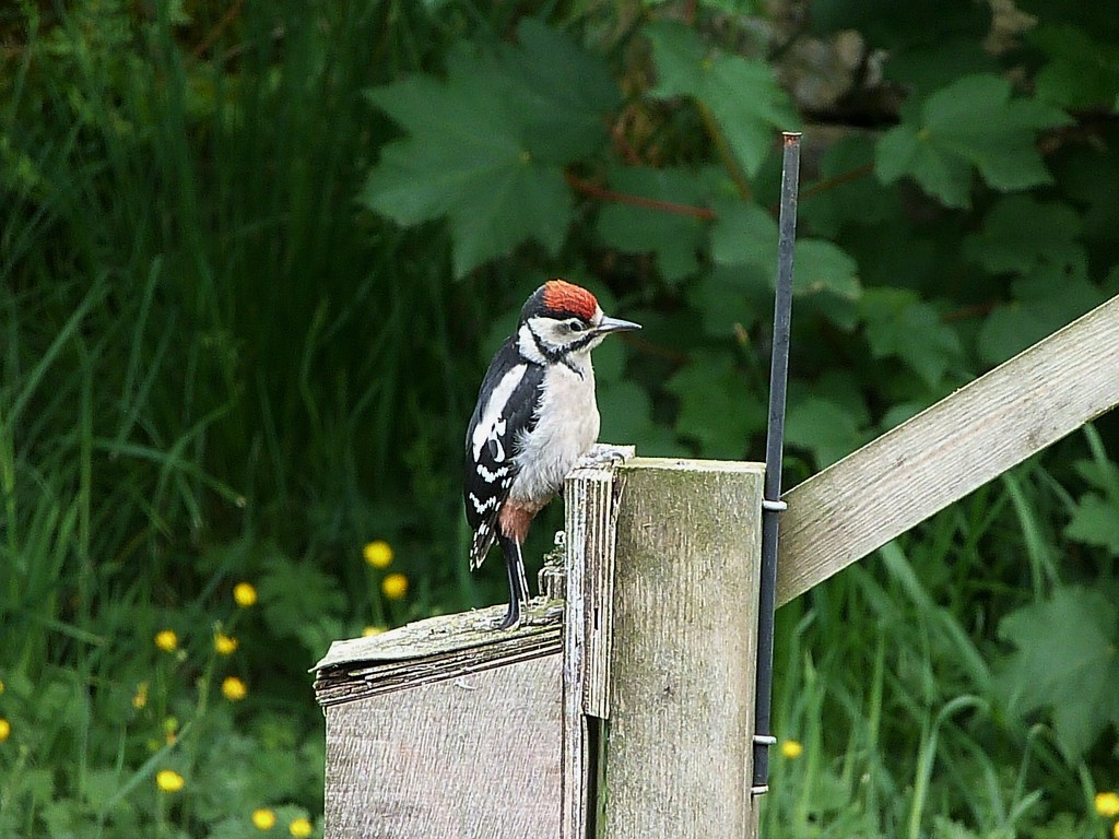 Baby Woodpecker by shirleybankfarm