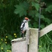 Baby Woodpecker by shirleybankfarm