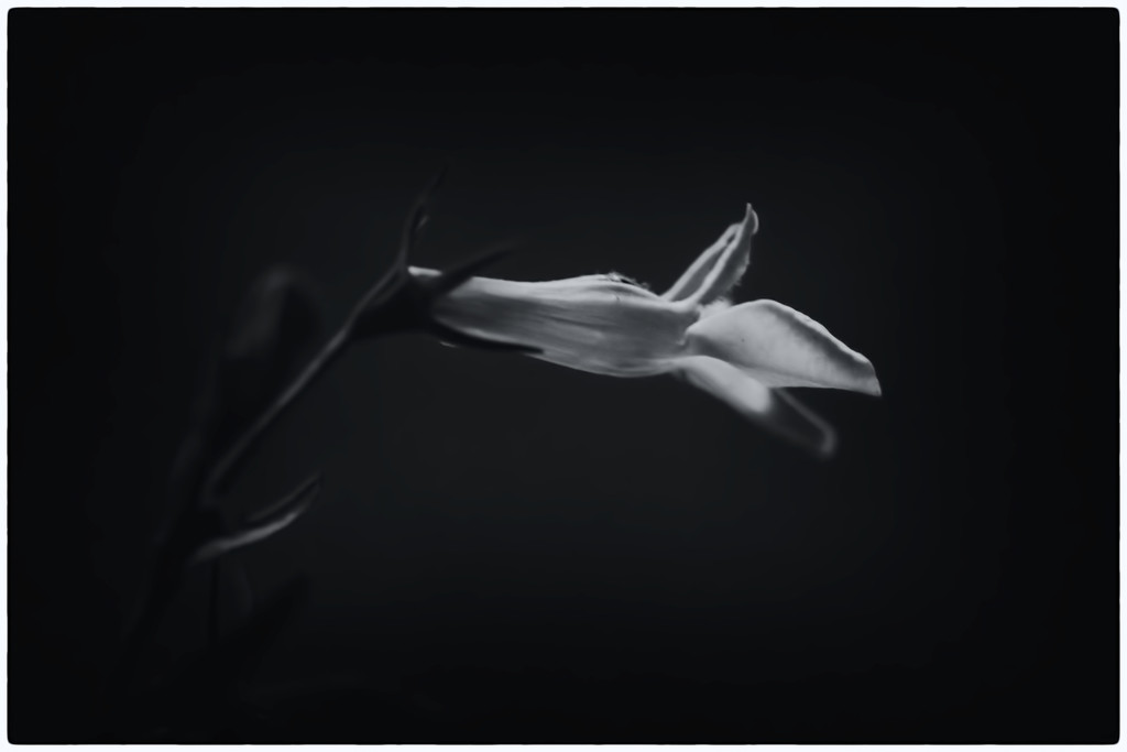 Black and white Lobelia  by mzzhope
