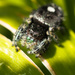 jumping spider by aecasey