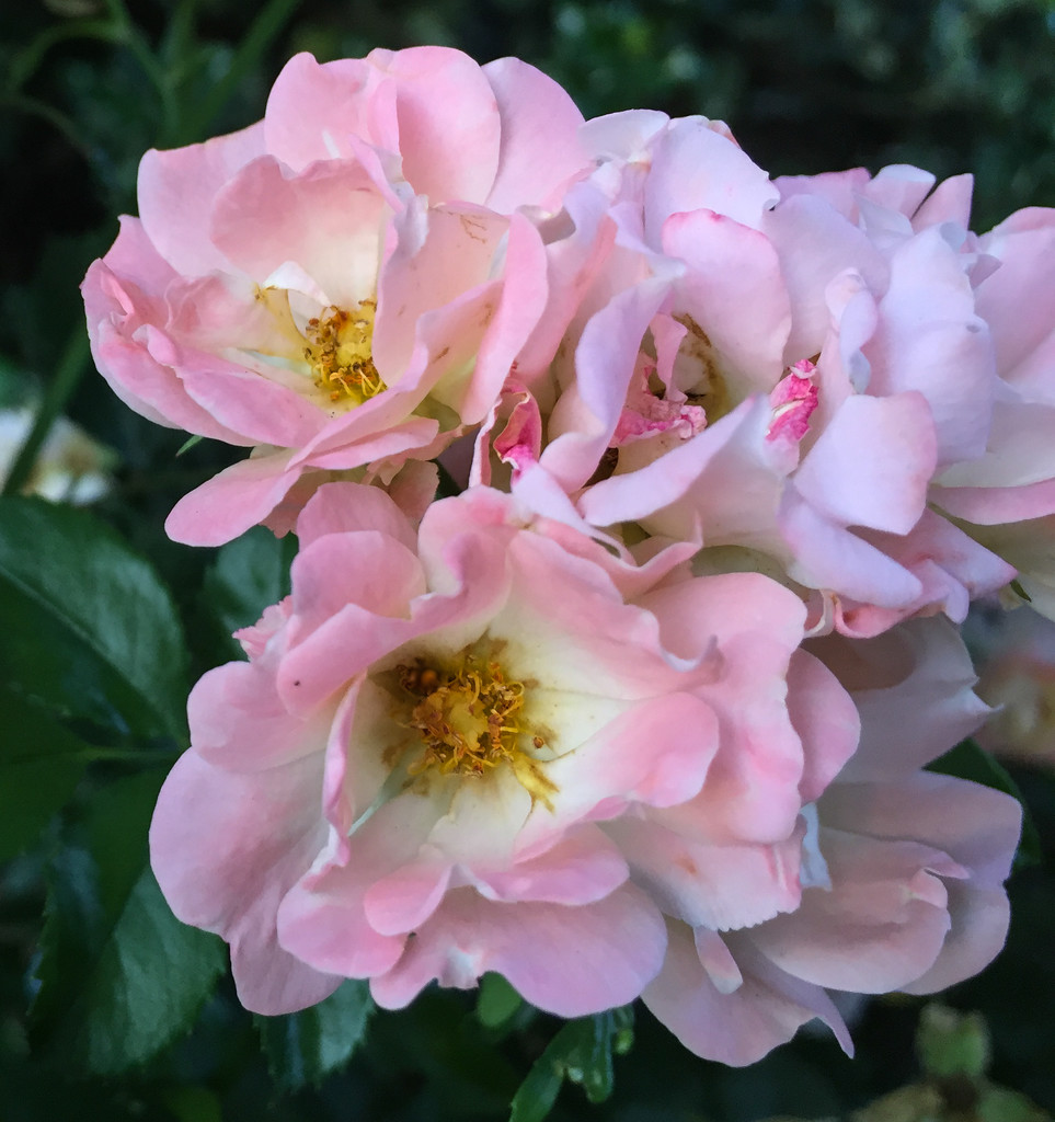 Pink Roses by loweygrace