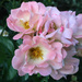 Pink Roses by loweygrace