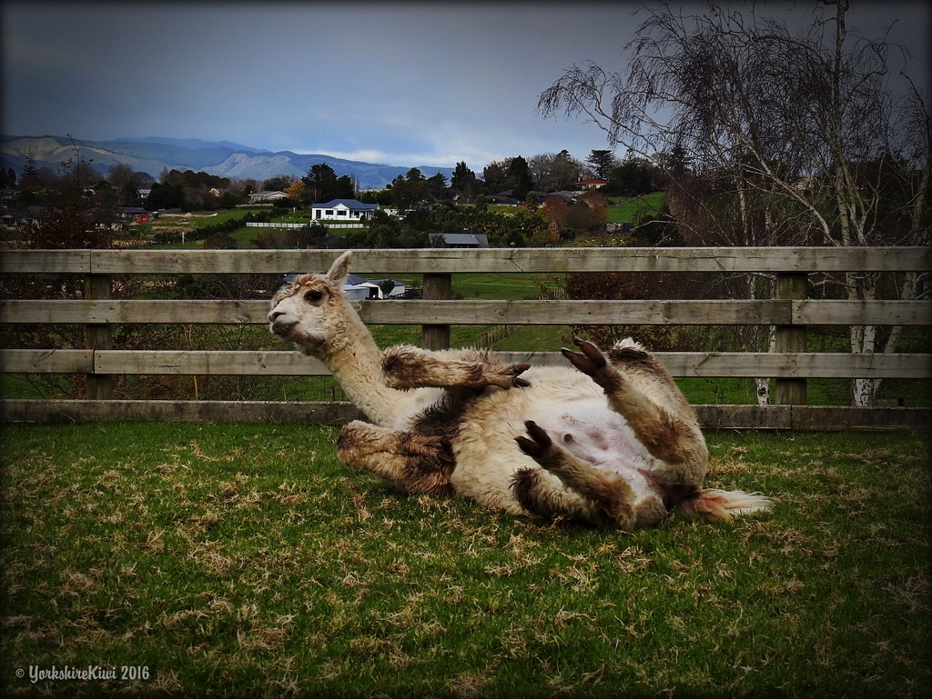 Yoga for alpacas by yorkshirekiwi