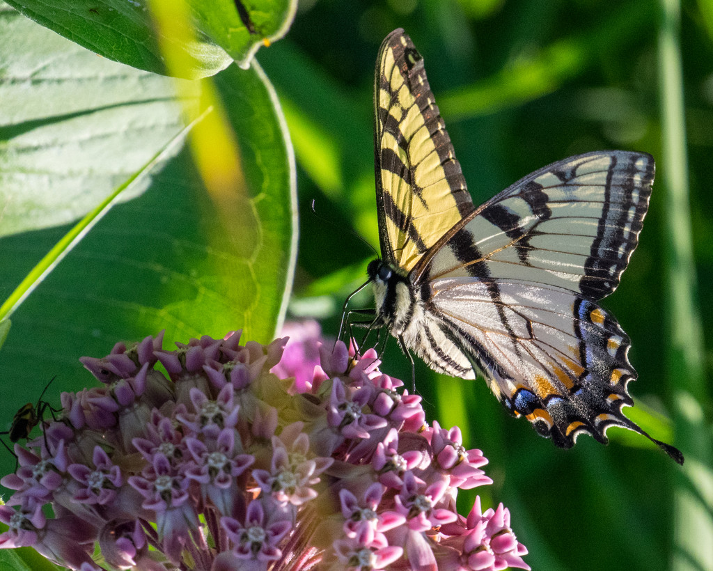 Yellow Swallowtail on Milkweed by rminer
