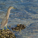 Striated Heron by onewing