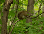 16th Jun 2016 - Tree squirrel