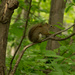 Tree squirrel by novab