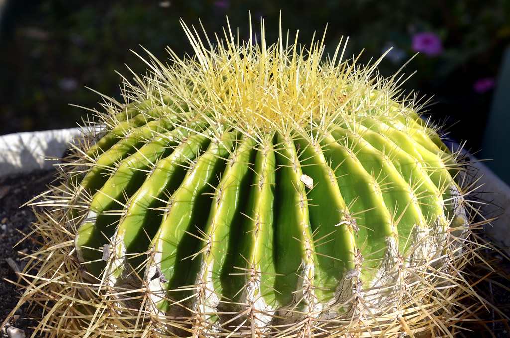 Cactus by salza