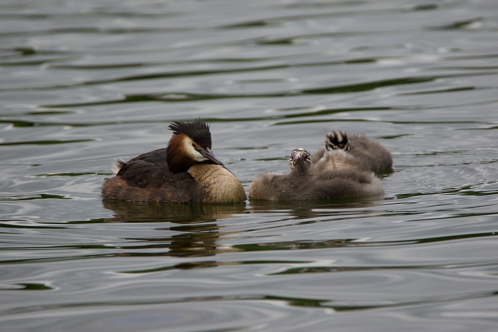 Great Crested Grebe and two chicks by padlock