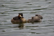 18th Jun 2016 - Great Crested Grebe and two chicks