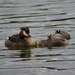 Great Crested Grebe and two chicks by padlock