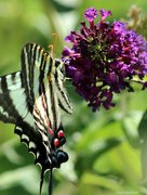 8th Jun 2016 - Zebra swallowtail