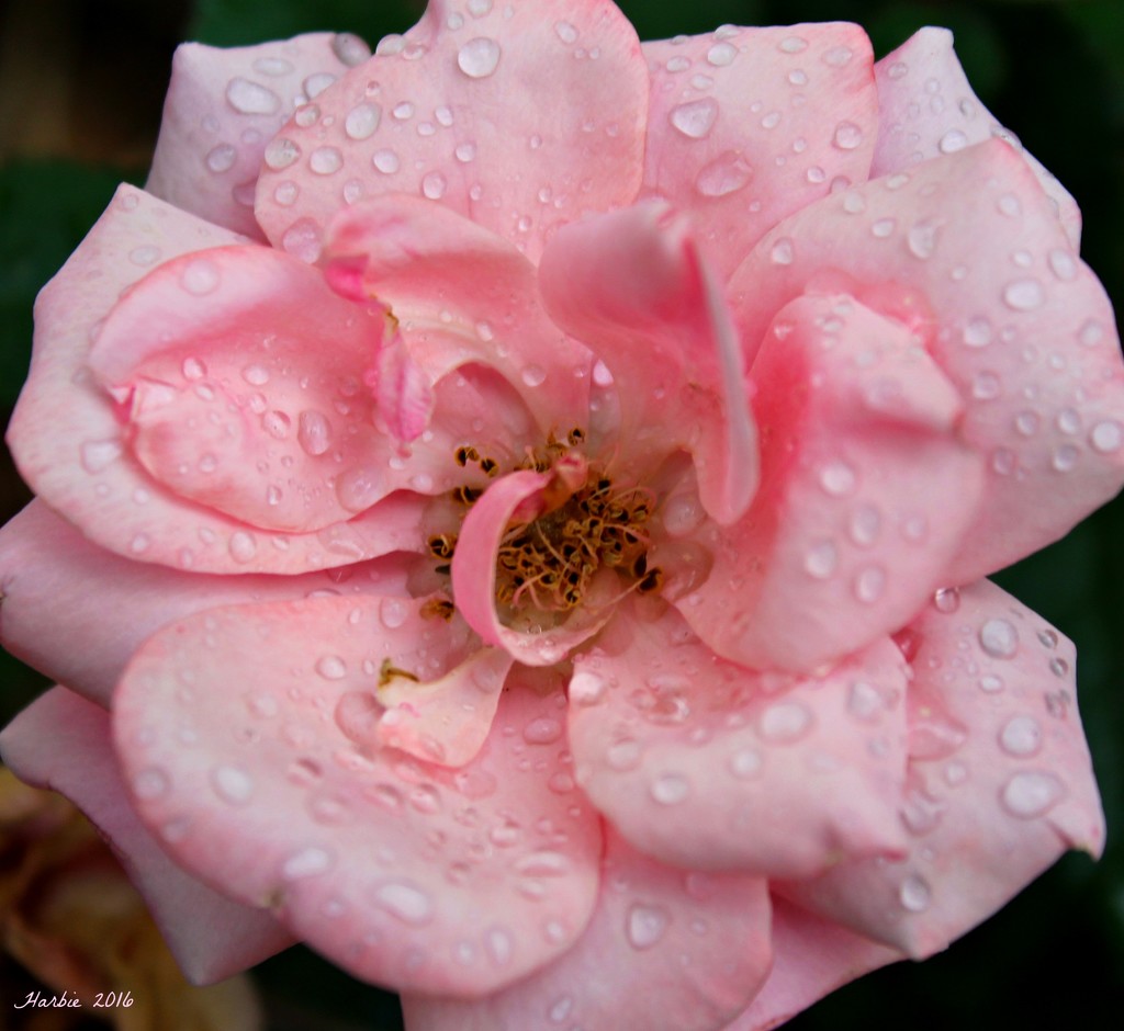 Garden Rose by harbie