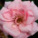 Garden Rose by harbie