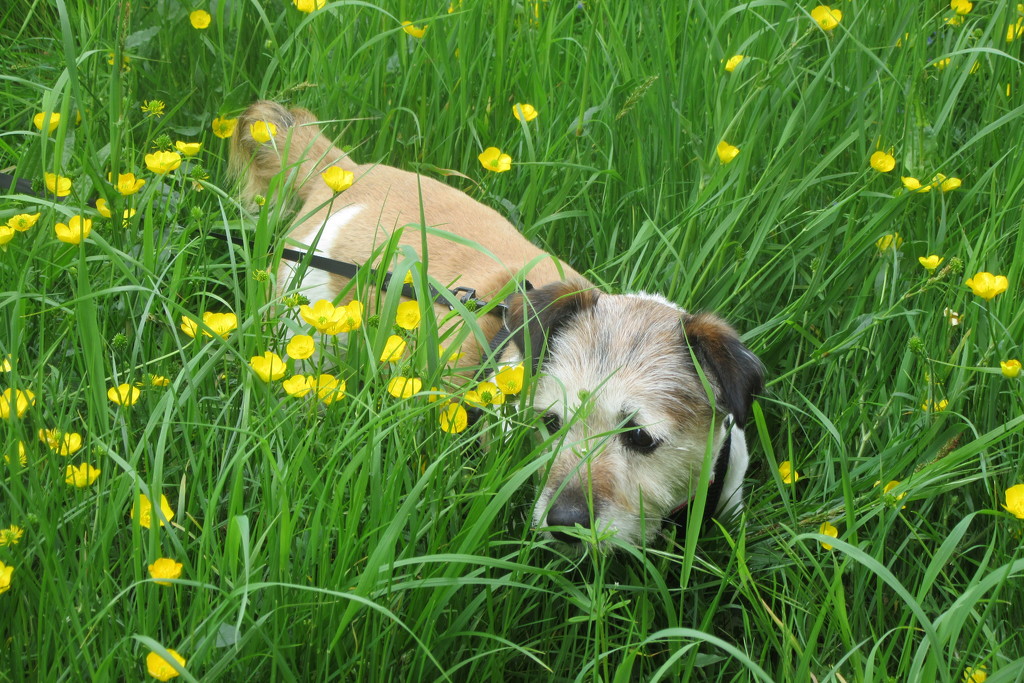 Otto in the buttercups by lellie