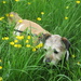 Otto in the buttercups by lellie