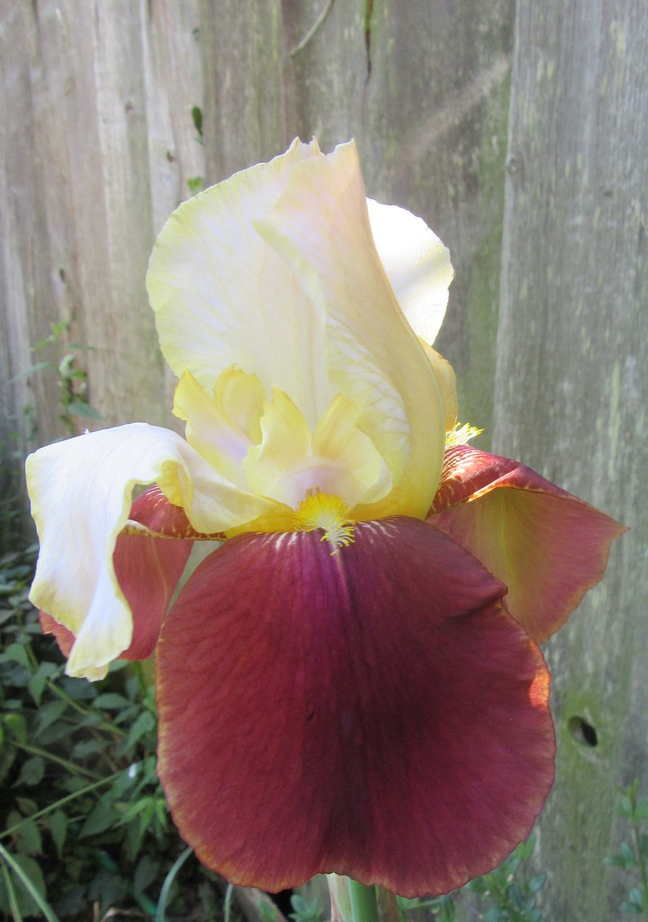 Bearded Iris by lellie