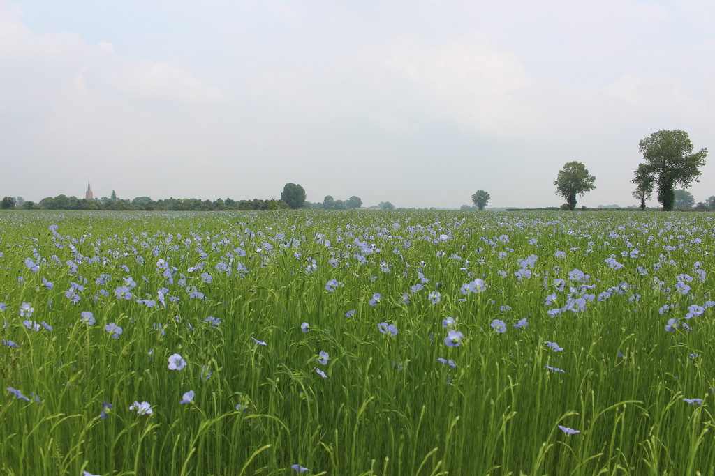 Flax field in the country (2) by pyrrhula