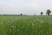 18th Jun 2016 - Flax field in the country (2)