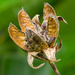 Hibiscus Seed Pod by seacreature