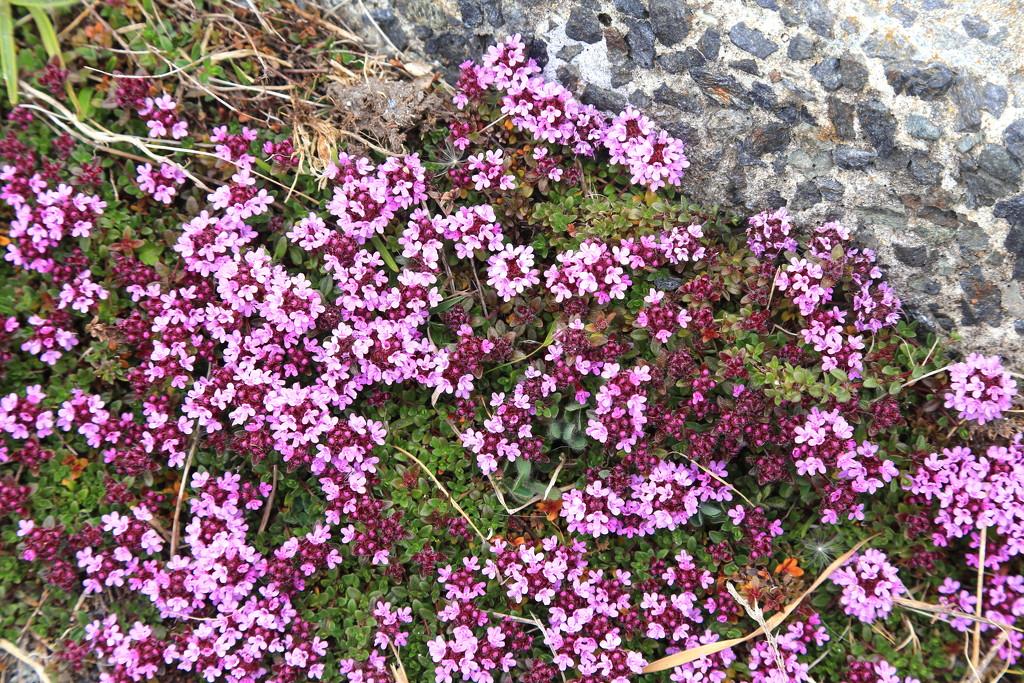 Wild Thyme by lifeat60degrees