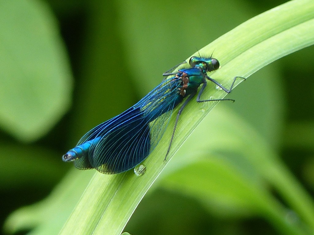 Common Banded Demoiselle (Male)  by susiemc