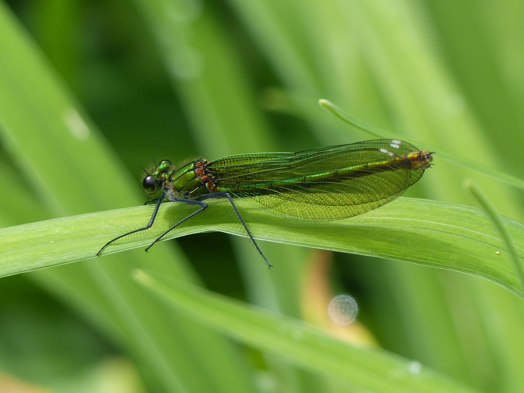  Common Banded Demoiselle (Female)  by susiemc