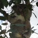 good hold by koalagardens