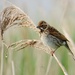 Female Reed Bunting by julienne1