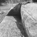 Log seat.  by 365projectdrewpdavies