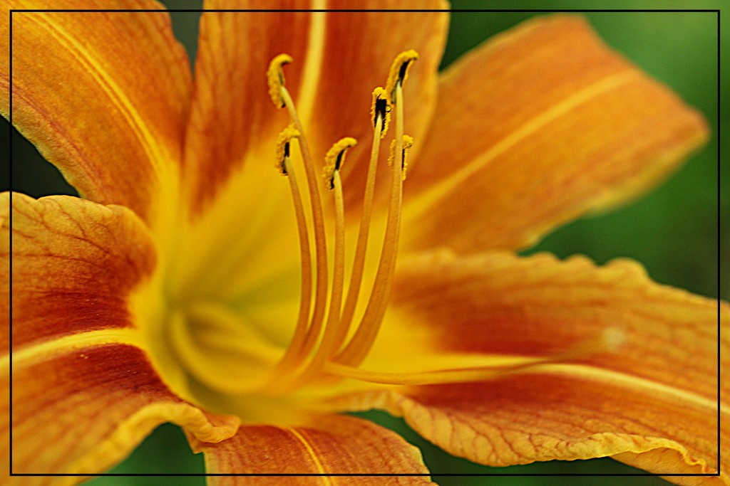 First Day Lily Blossom by olivetreeann