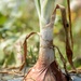 Onion by thewatersphotos