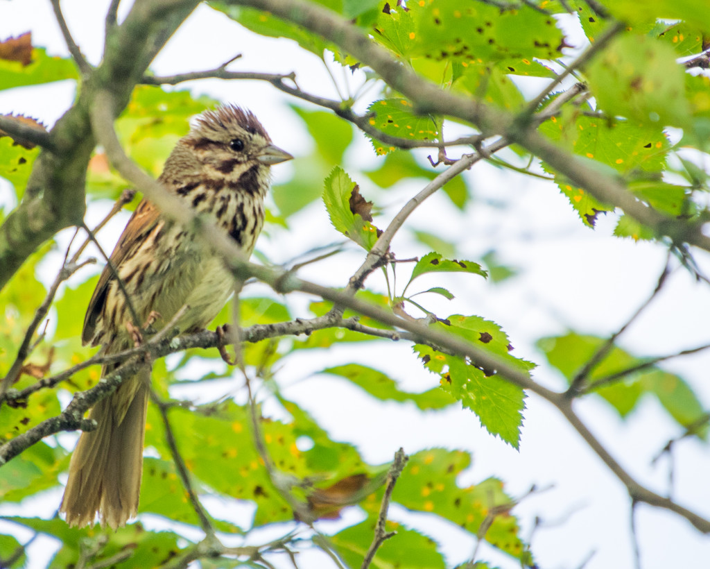 Savannah Sparrow on a branch by rminer