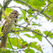 Savannah Sparrow on a branch by rminer