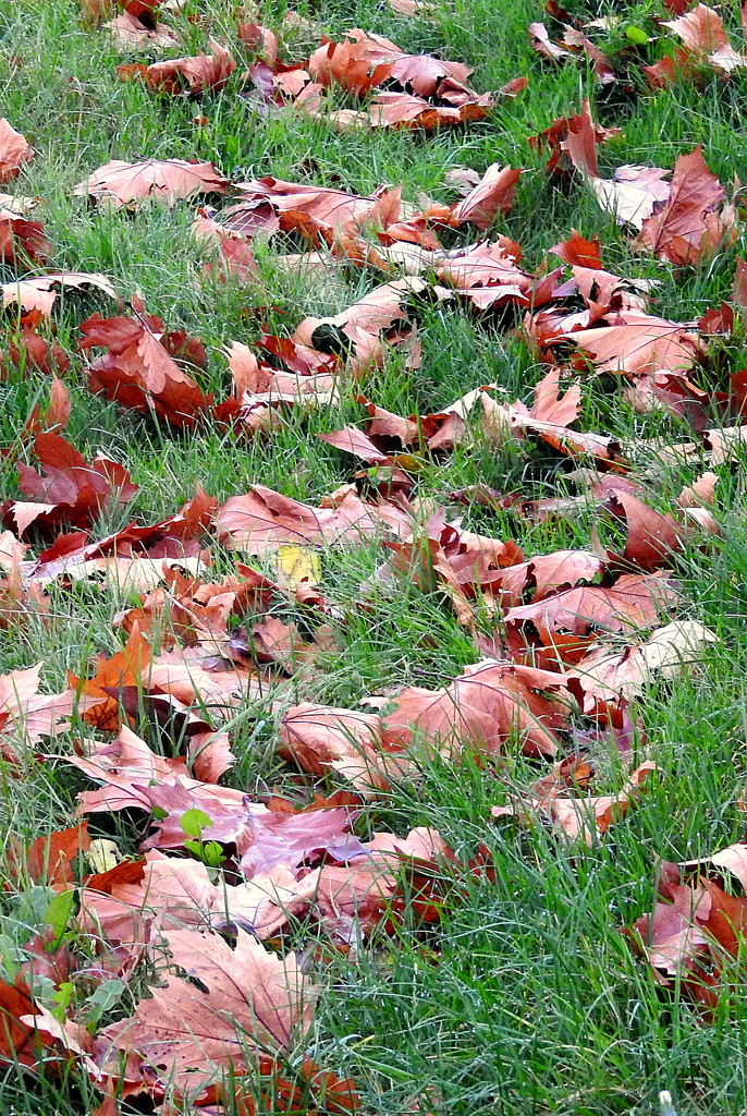 Autumn Leaves by nickspicsnz