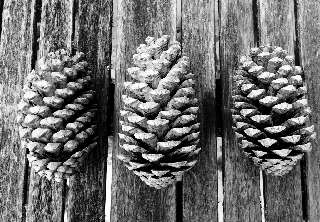Three pine cones by brigette