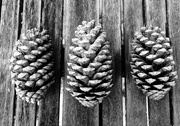 19th Jun 2016 - Three pine cones