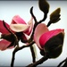 The first Magnolia flower by yorkshirekiwi