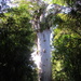 Tane Mahuta  (Kauri Tree NZ Native) by Dawn