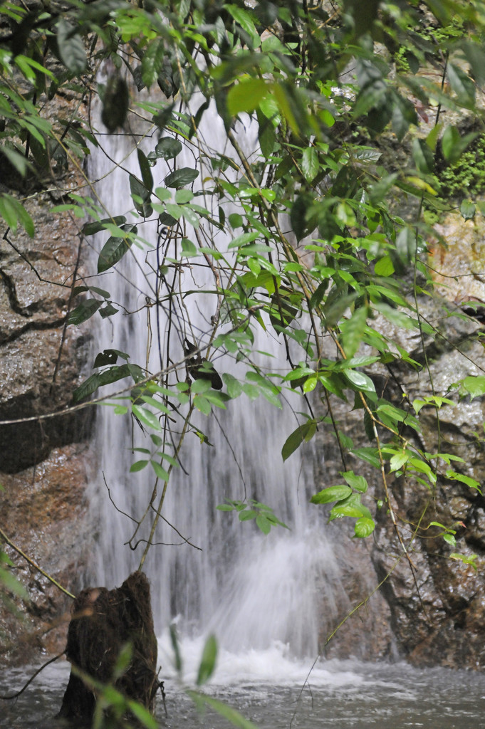 Rain Forest waterfall by ianjb21