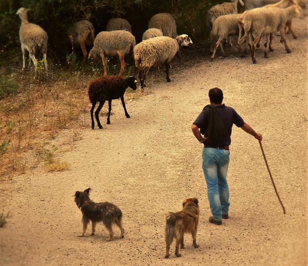 Shepherd and his flock by rubyshepherd