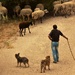 Shepherd and his flock by rubyshepherd