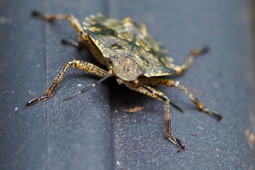 RED LEGGED SHIELD BUG- TWO by markp